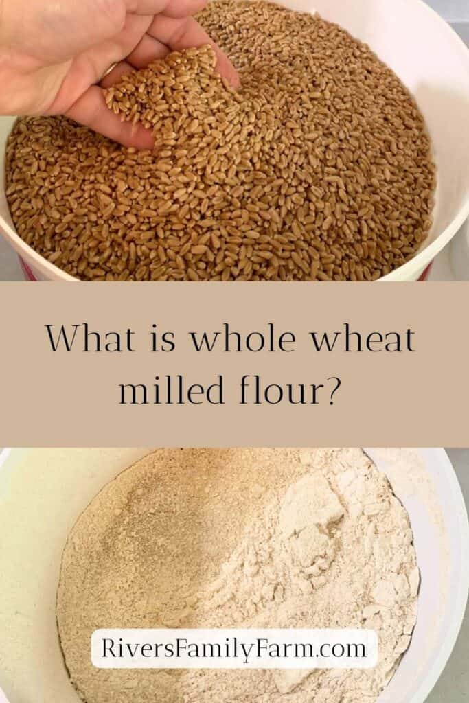 Woman adding hard red wheat berries to the top of a grain mill, and a white bowl of freshly milled flour. The title is "What is whole wheat milled flour?" By Rivers Family Farm.