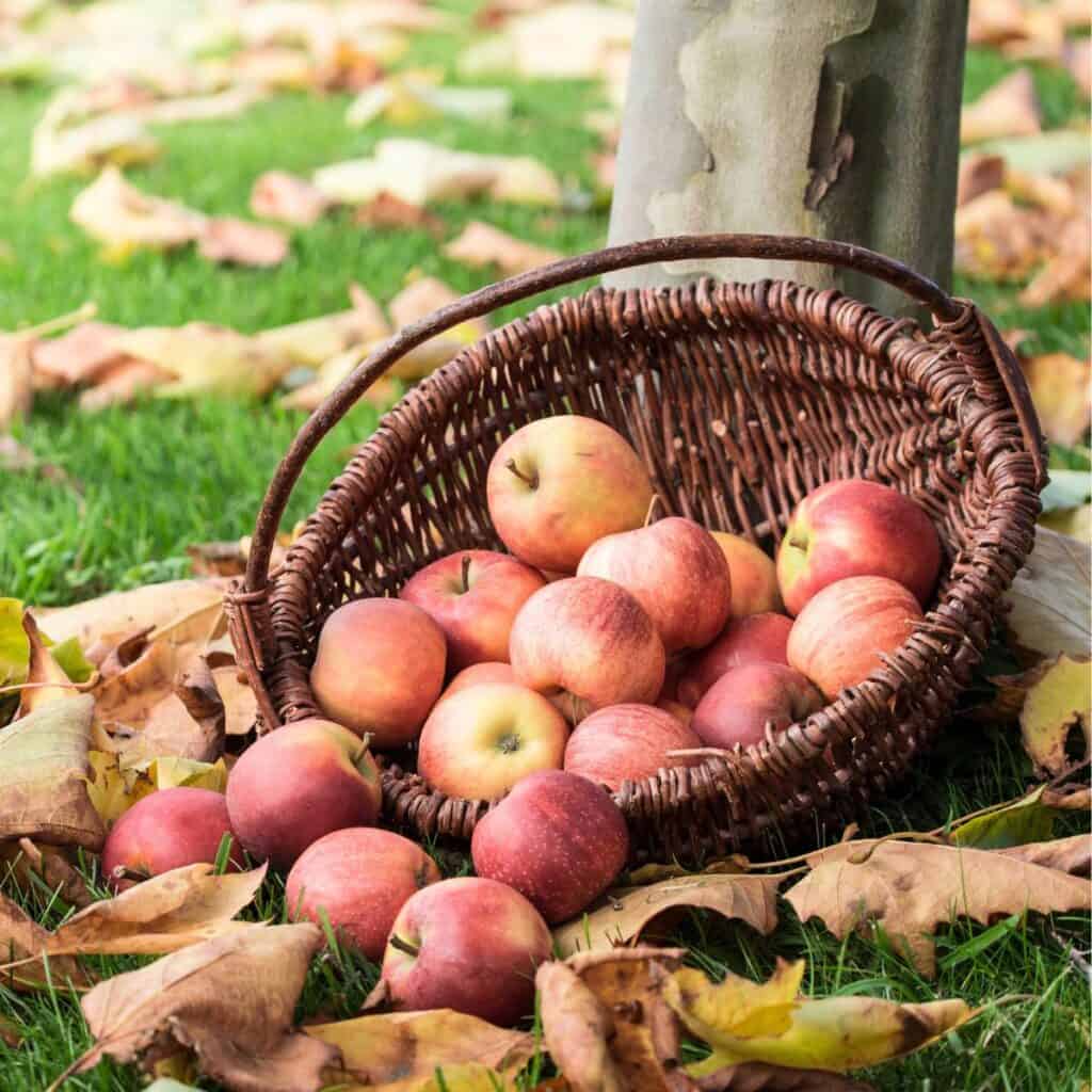 A brown basket filled with red apples sitting on green grass.