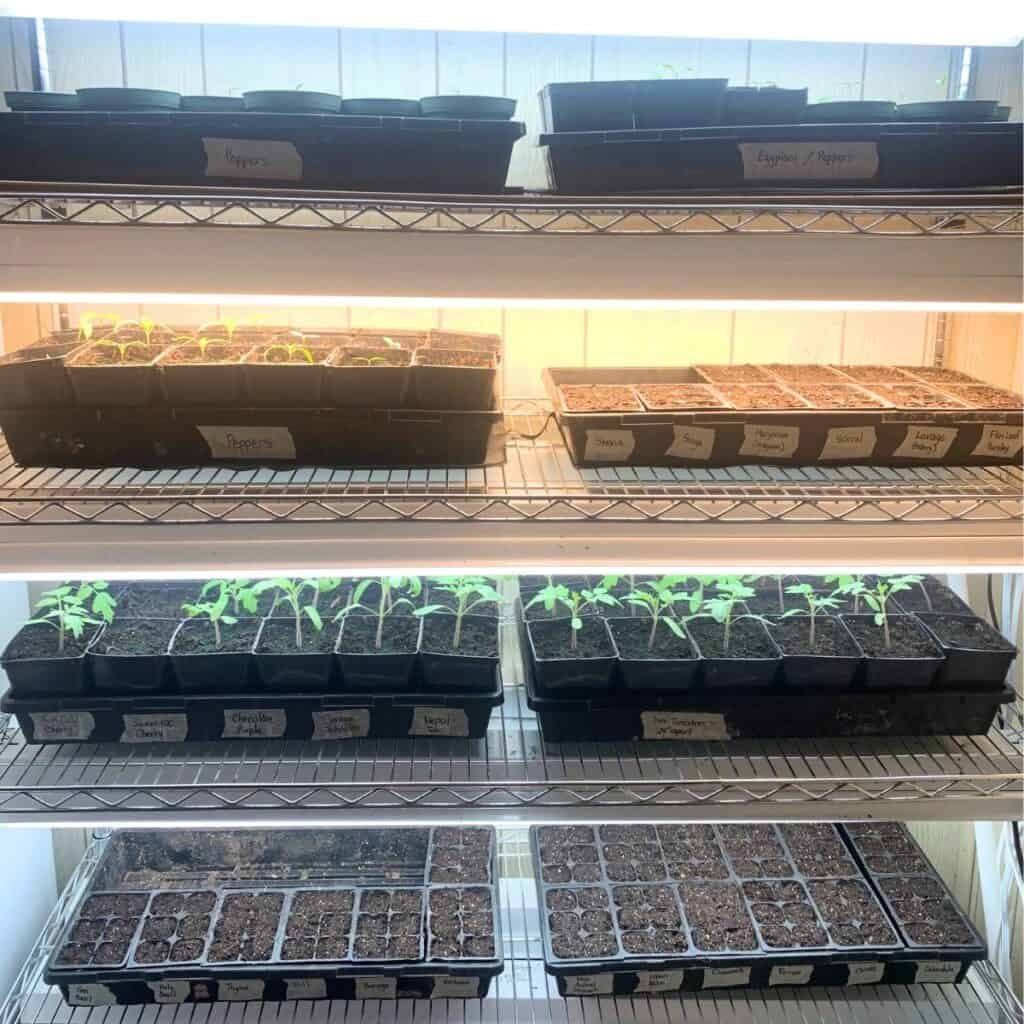 Wire shelves filled with seedling trays and growing plants.