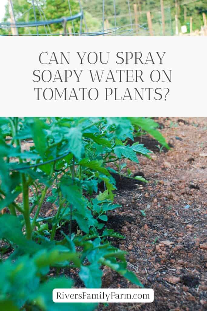 A row of tomato plants in a garden with the title "Can you spray soapy water on tomato plants?" by Rivers Family Farm.