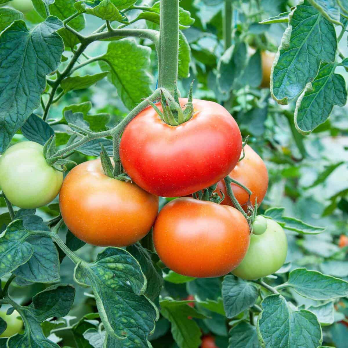 Red tomatoes on a green tomato plant.