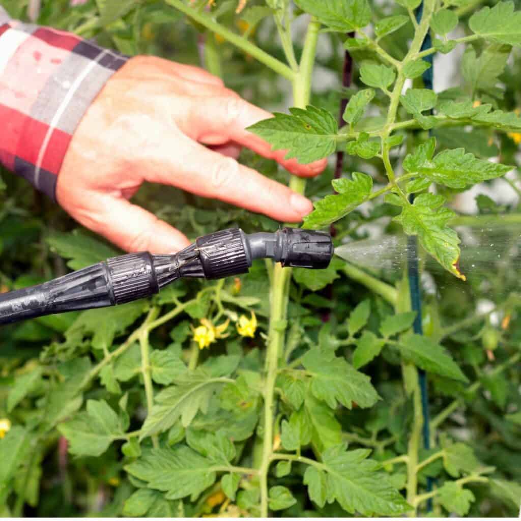 Man spraying tomato plants with soapy water in a nozzle sprayer.