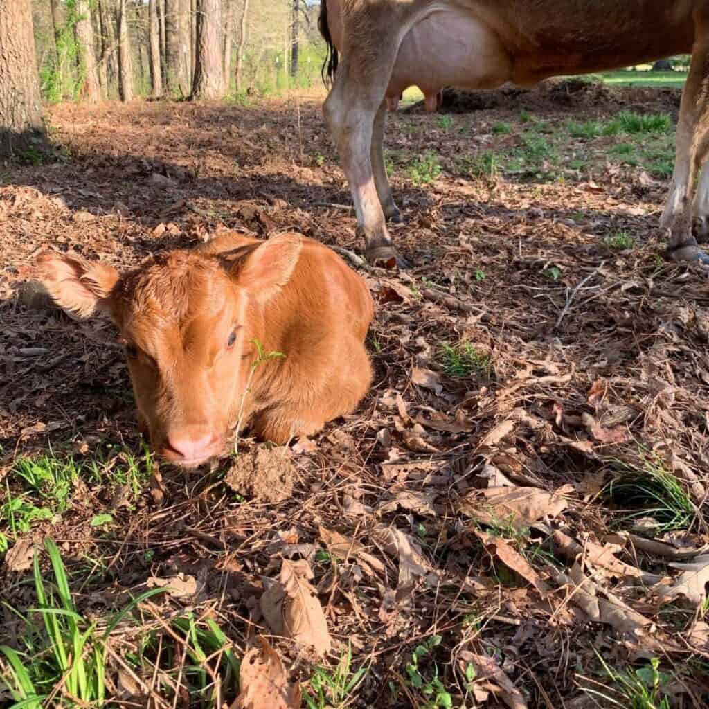 A baby Jersey cow laying down on pasture in front of its mom.