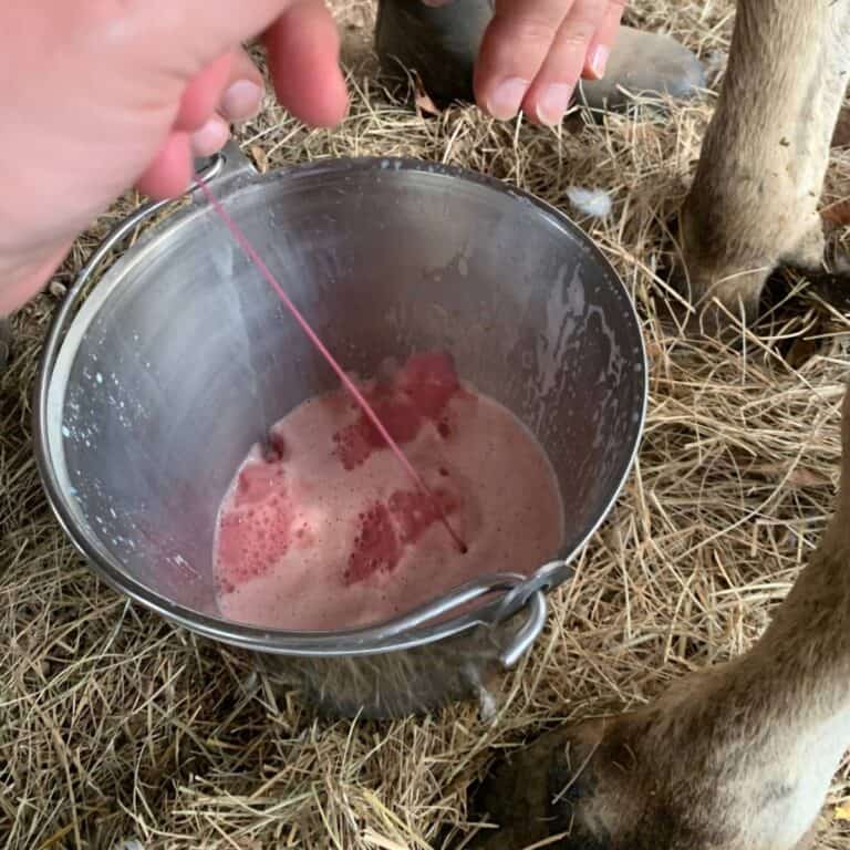 Woman milking a Jersey dairy cow and bloody milk is squeezed out into a stainless steel milk bucket.