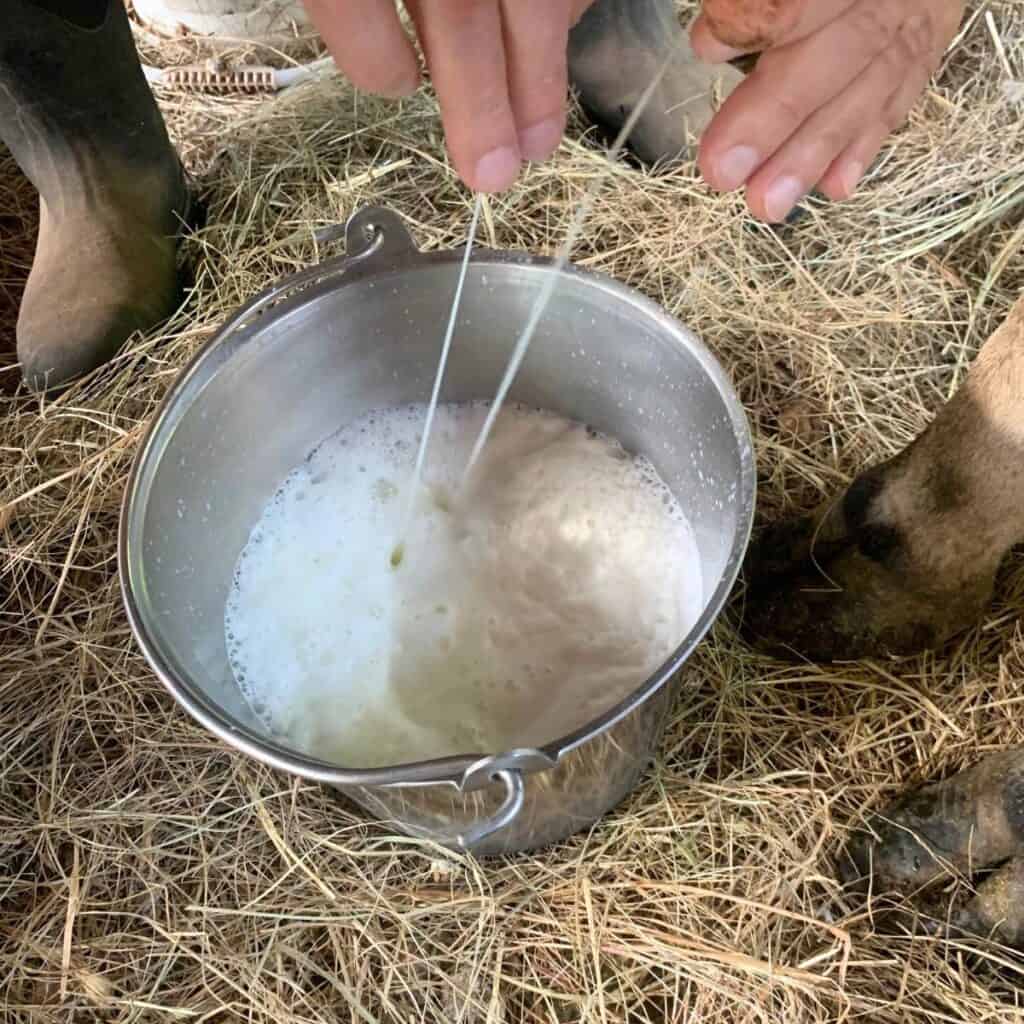 A man milking a dairy cow and the milk streams are going into a stainless steel milk bucket.