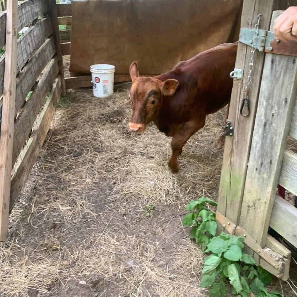 A young calf exiting a wood barn.