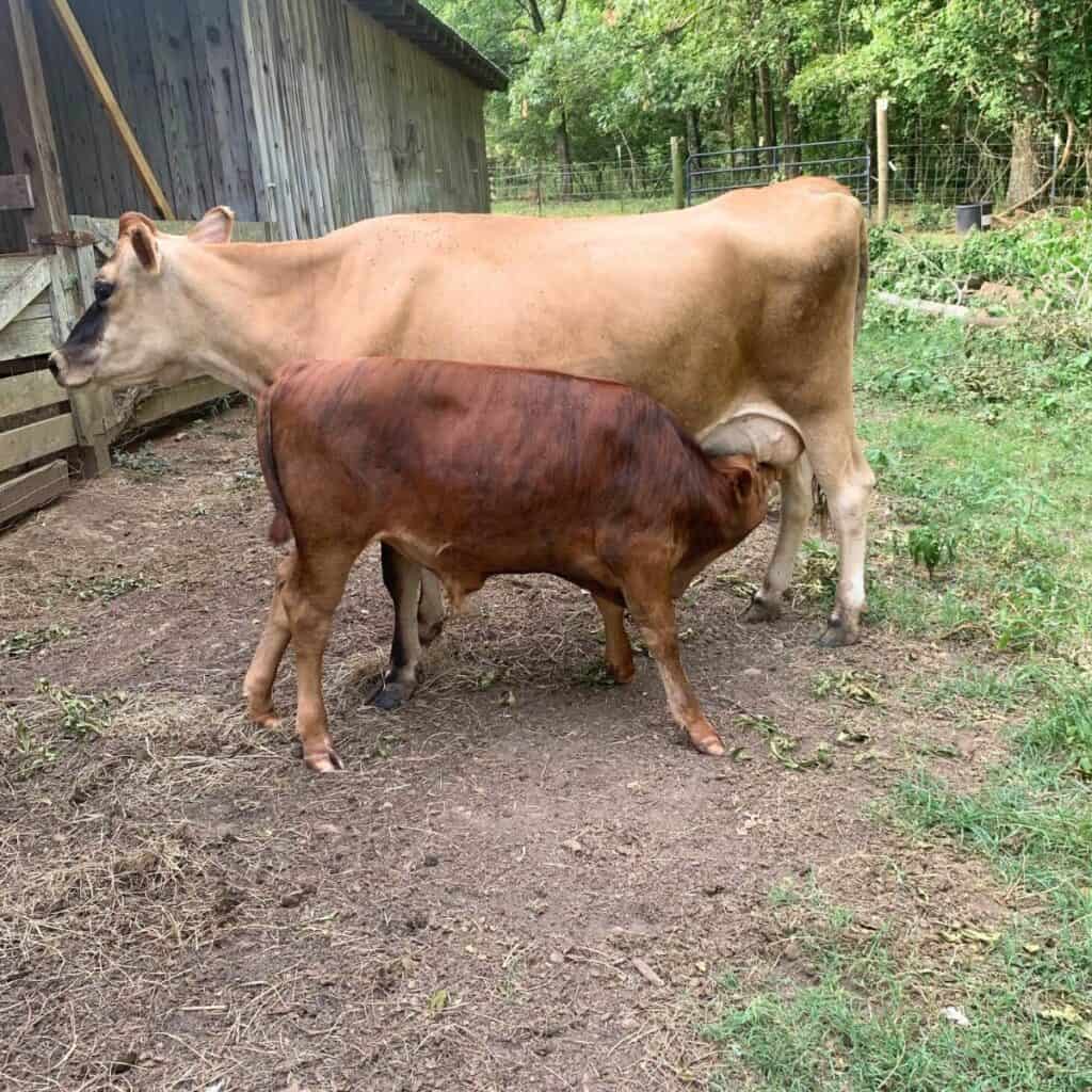 A new calf nursing on a Jersey cow in front of a wood barn.