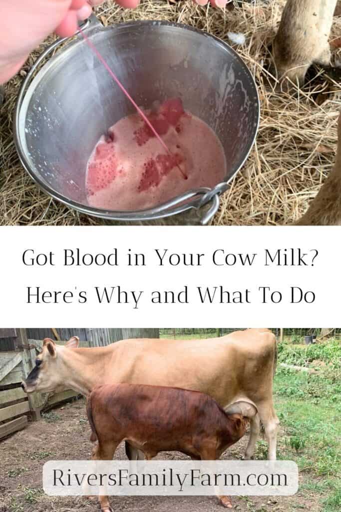 Woman milking a Jersey dairy cow and bloody milk is squeezed out into a stainless steel milk bucket. A second picture shows a calf nursing on his mother cow. The title is "Got Blood in Your Cow Milk? Here's Why and What To Do" by Rivers Family Farm.