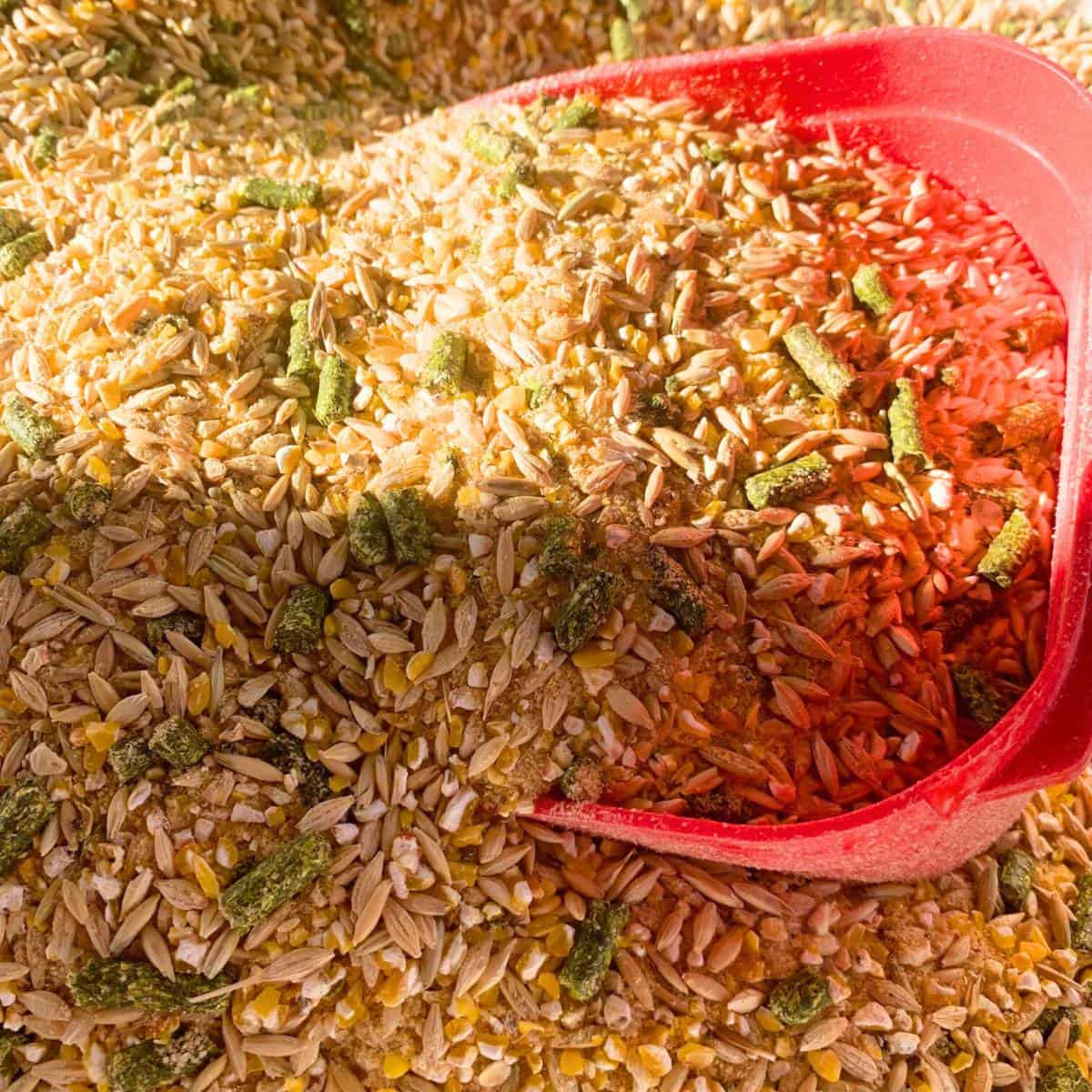 Organic feed for dairy cows in a white bucket with a red scooper. It includes organic corn, barley, oats, wheat bran, and alfalfa pellets.