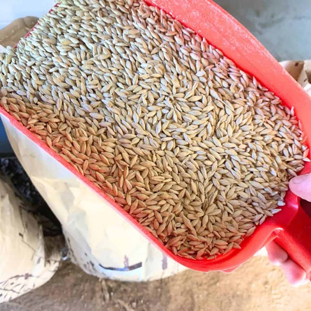 Woman adding whole barley into a storage container.