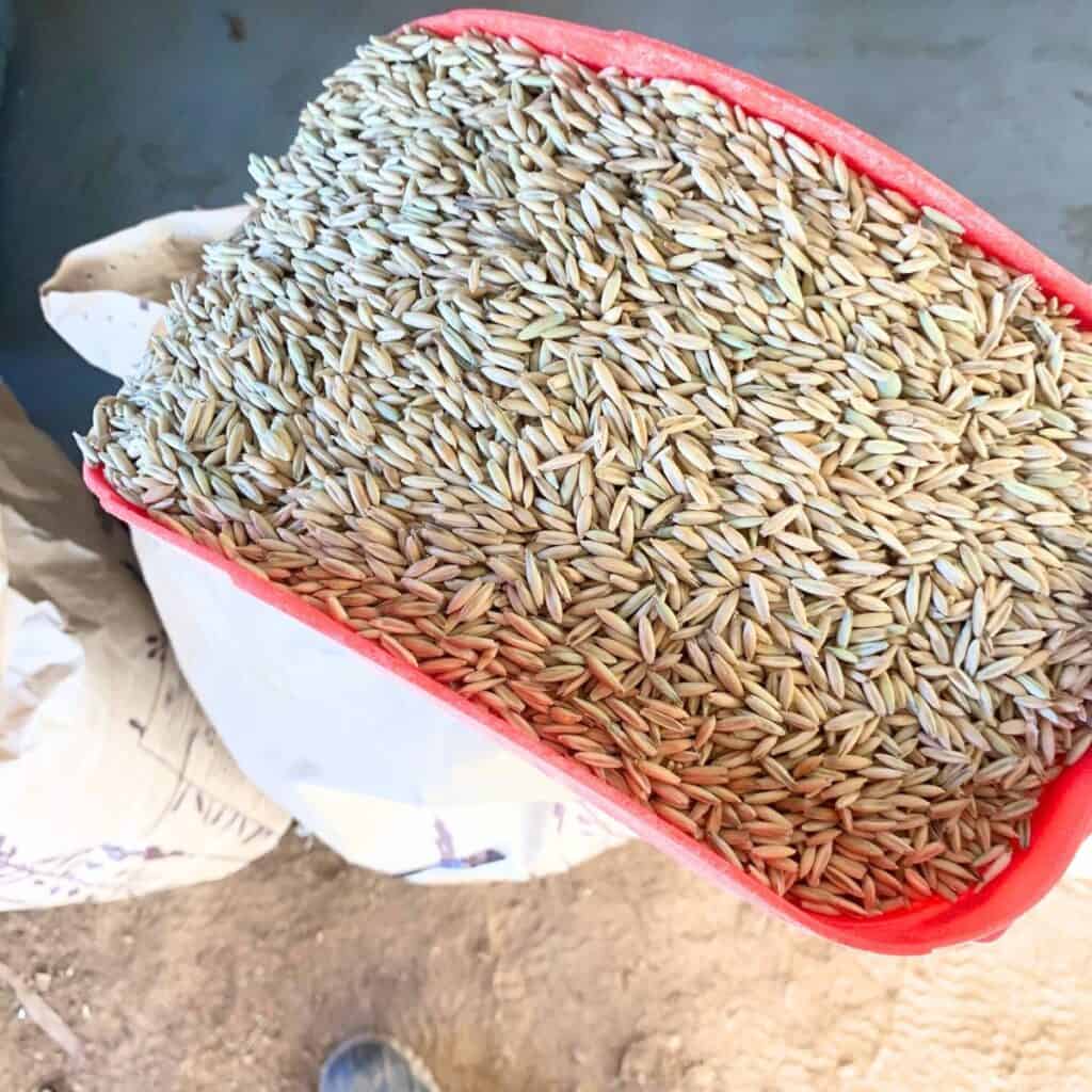 Woman adding whole oats into a storage container.