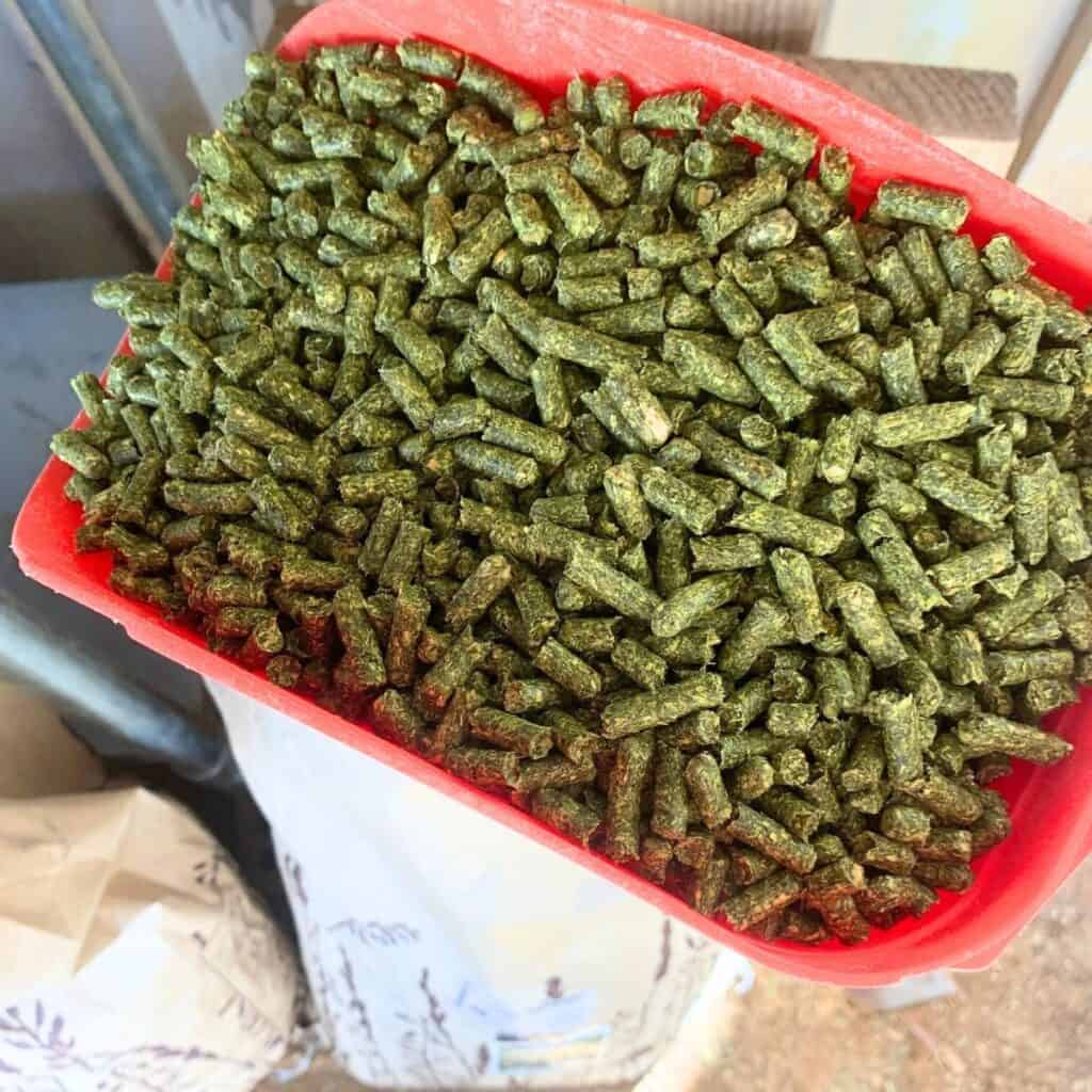 Woman adding alfalfa pellets into a storage container.