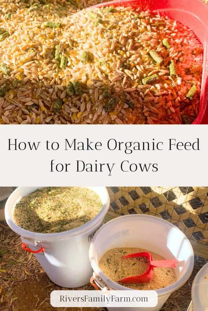 Organic feed for dairy cows in a white bucket with a red scooper. It includes organic corn, barley, oats, wheat bran, and alfalfa pellets. The title is "How to Make Organic Feed for Dairy Cows" by Rivers Family Farm.