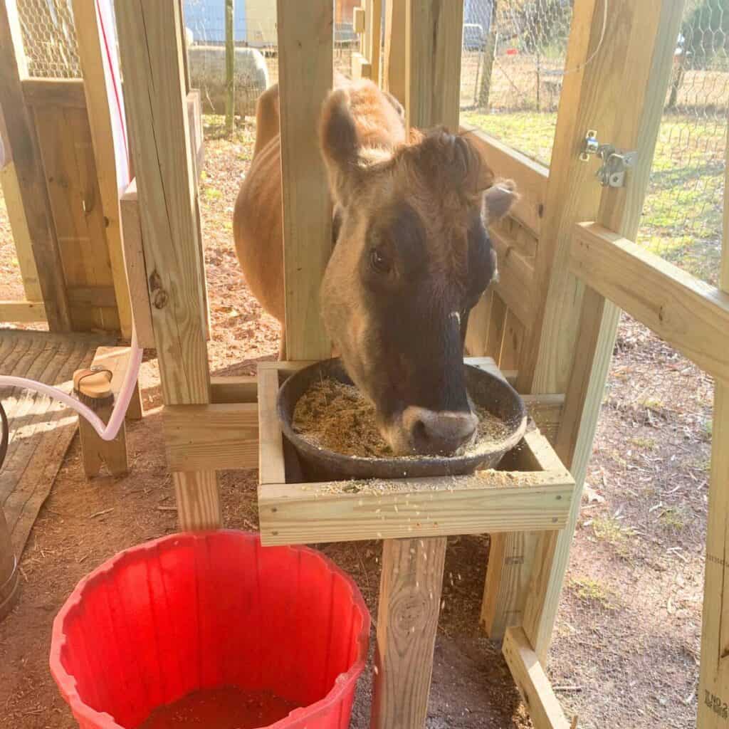 A Jersey dairy cow in a stanchion eating organic feed.