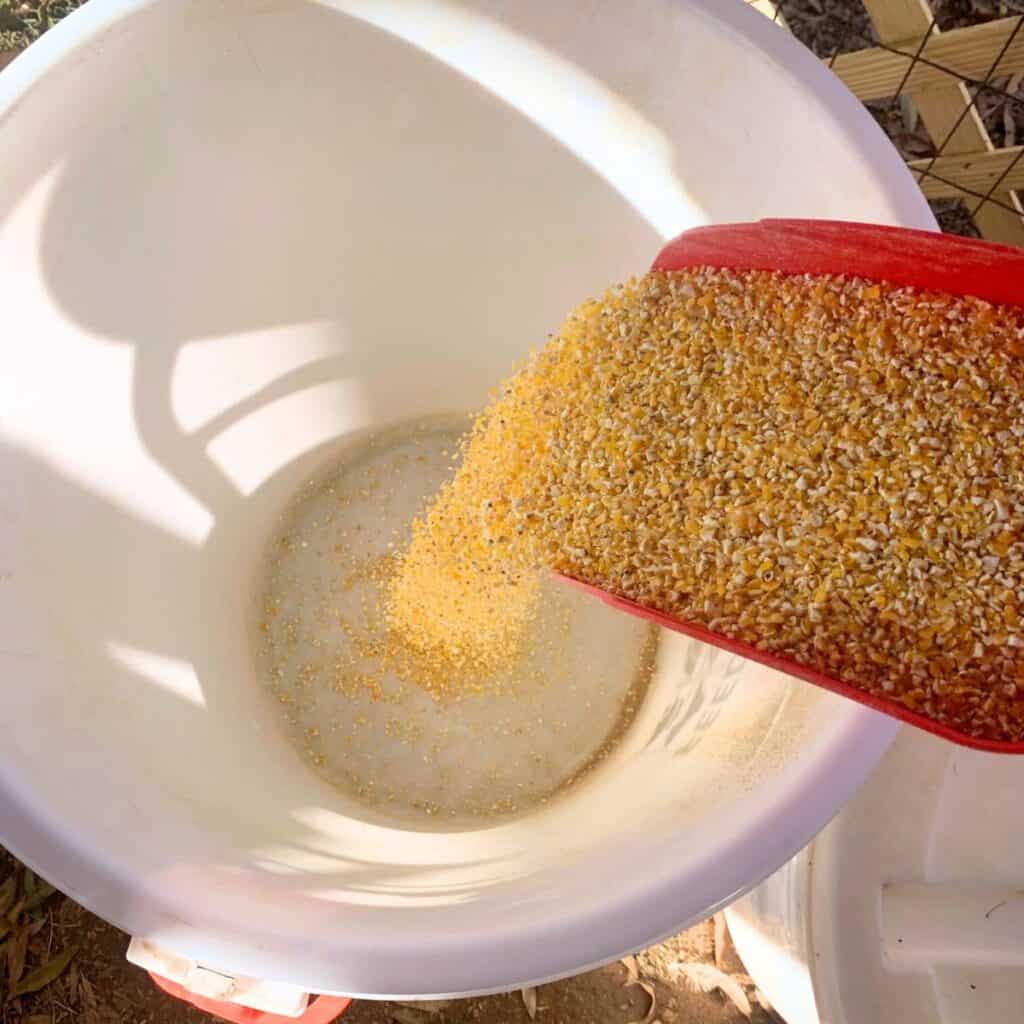 Woman adding coarse ground corn into a storage container.