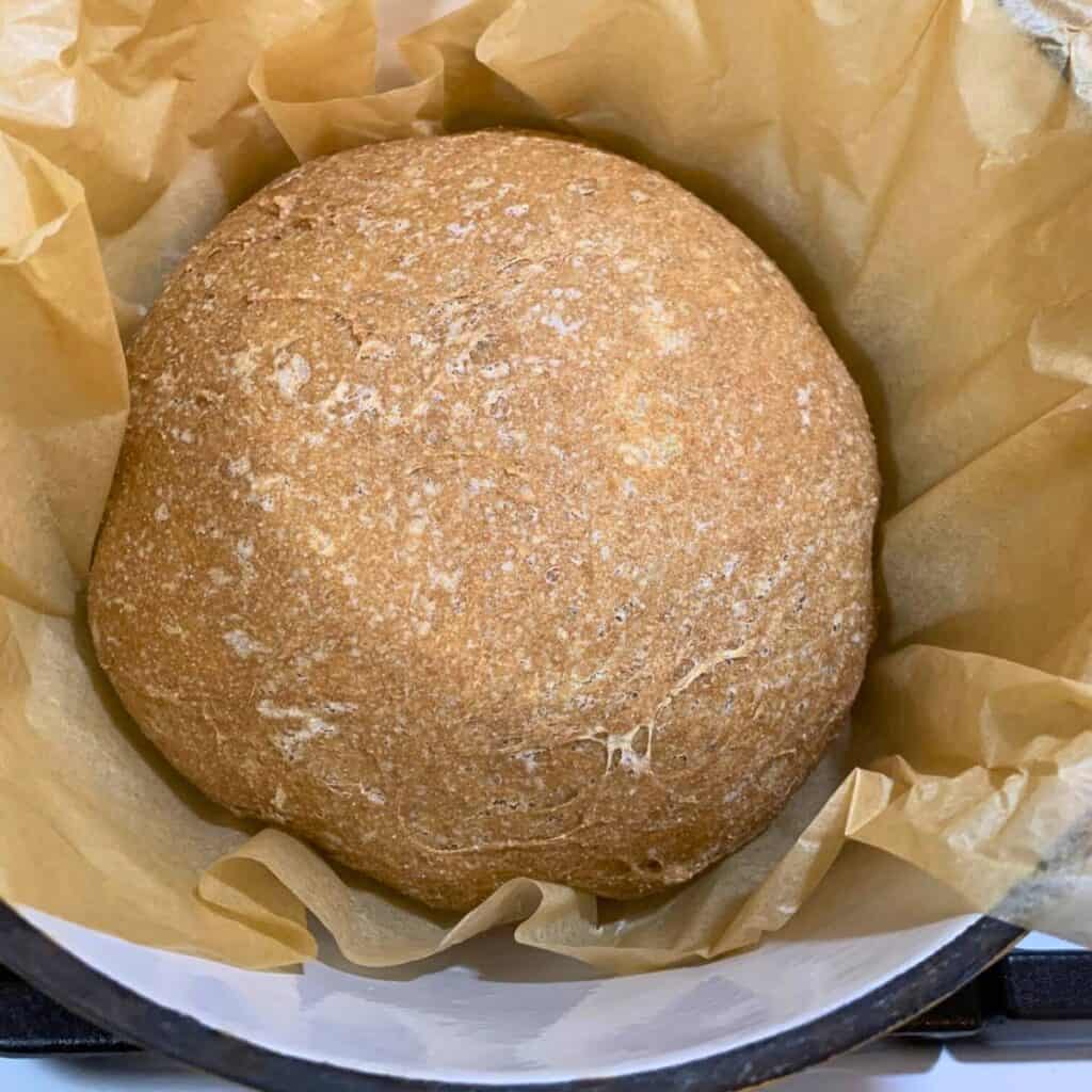 A freshly baked boule of 3-ingredient whole wheat artisan bread inside a Dutch oven lined with parchment paper.