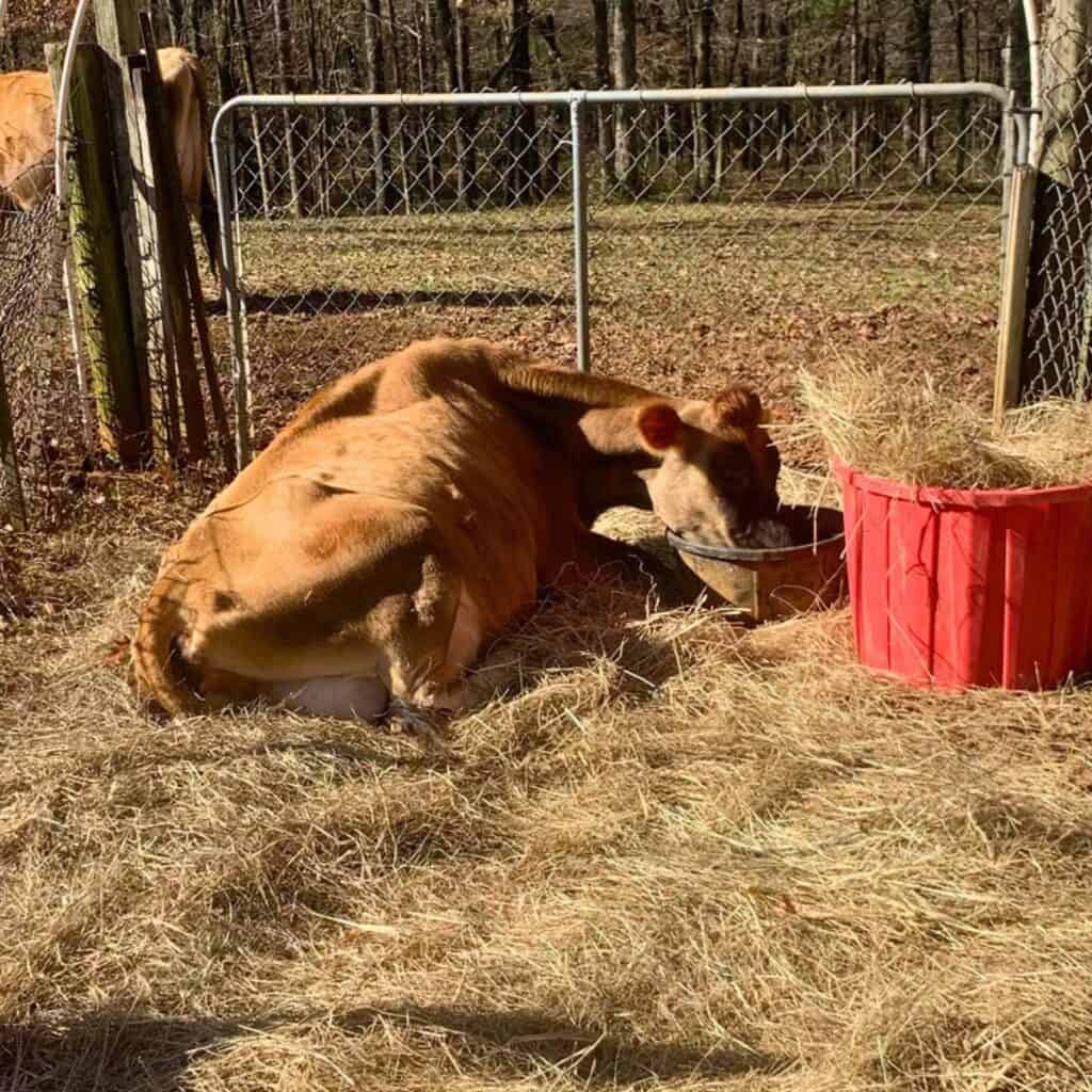 A Jersey dairy cow laying down on the ground on a bed of hay and drinking water from a black rubber bowl, which is next to a pink tub full of hay.