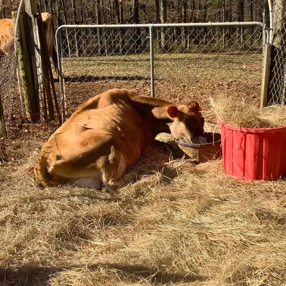 A Jersey dairy cow laying down on the ground on a bed of hay and drinking water from a black rubber bowl, which is next to a pink tub full of hay.