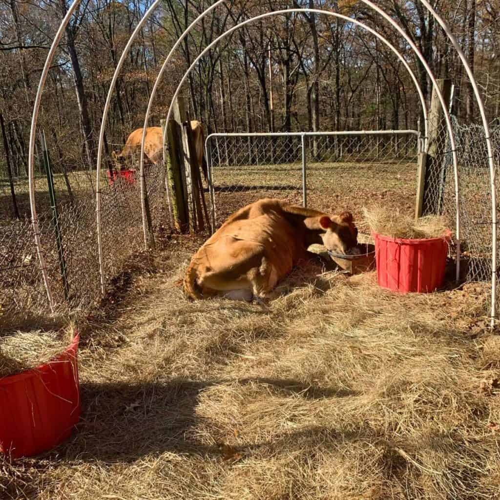 A Jersey dairy cow laying down on hay. PVC pipes are installed above her to support a roof covering.