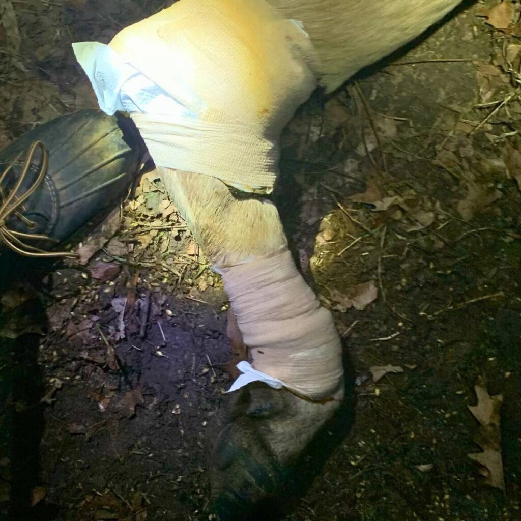 A Jersey dairy cow laying on the ground with the ankle and knee wrapped in a comfrey poultice and self adhesive bandage wrap.