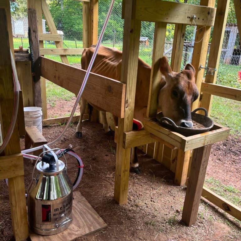 A Jersey dairy cow in a stanchion eating grain. On the ground is an electric milking machine.