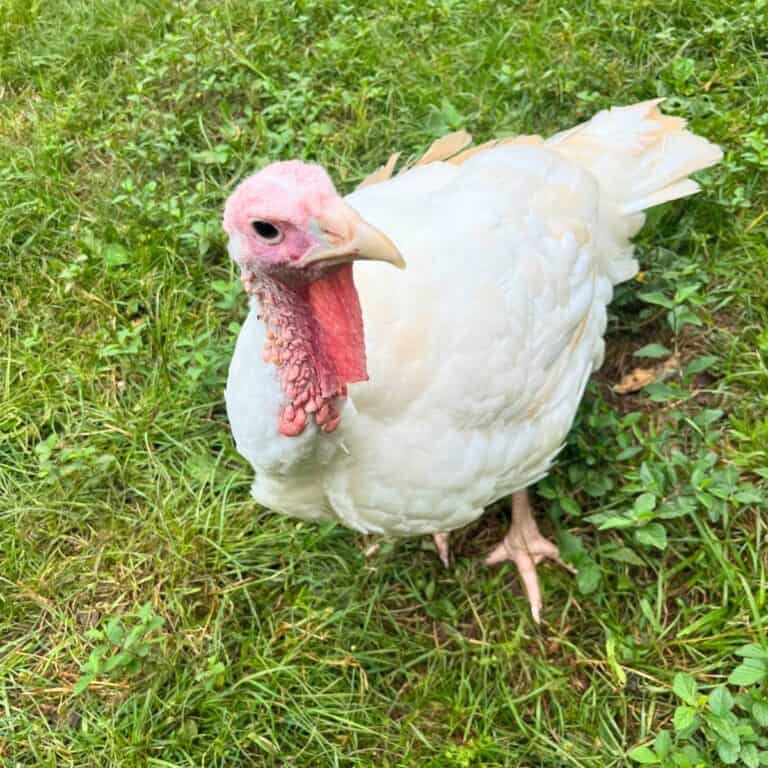 A white turkey standing in green grass and looking at the camera.