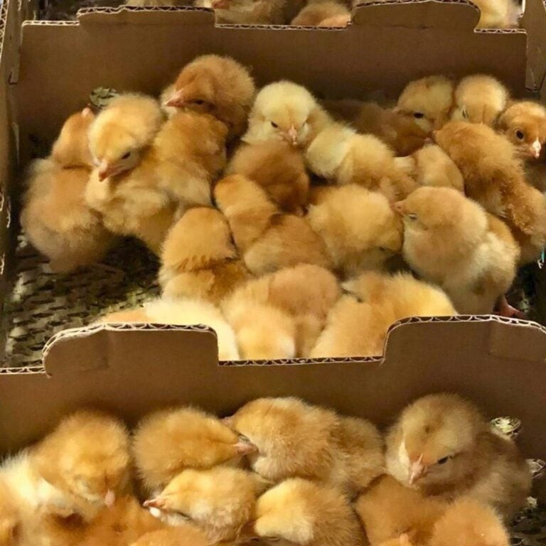 A cardboard box of yellow, day old, straight run chickens inside.