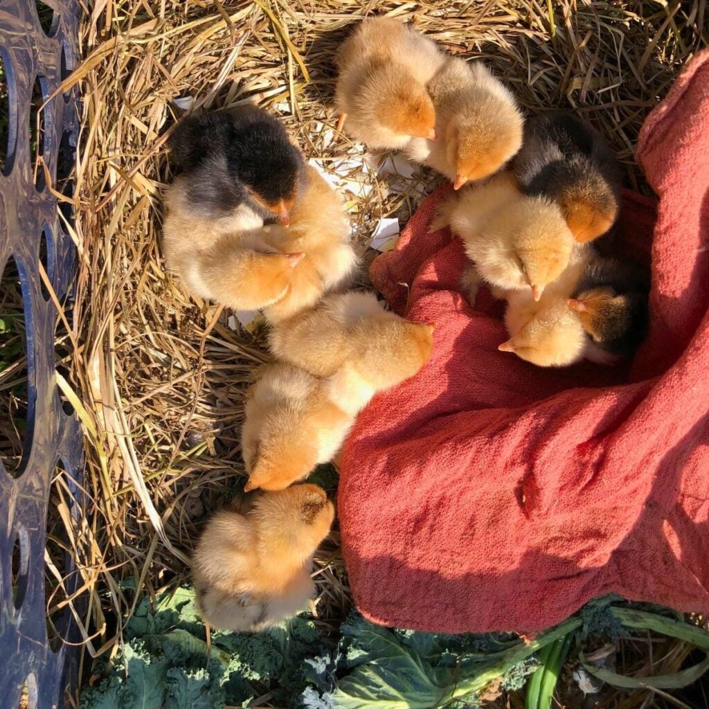 Day-old chicks in a crate on hay, with a red rag and some greens.