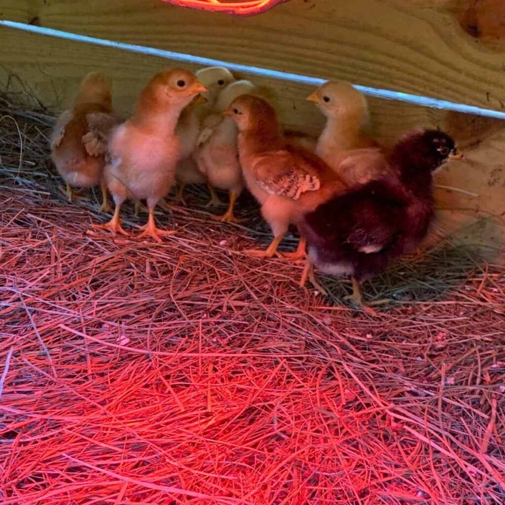 Straight run chicks in a brooder under a heat lamp.