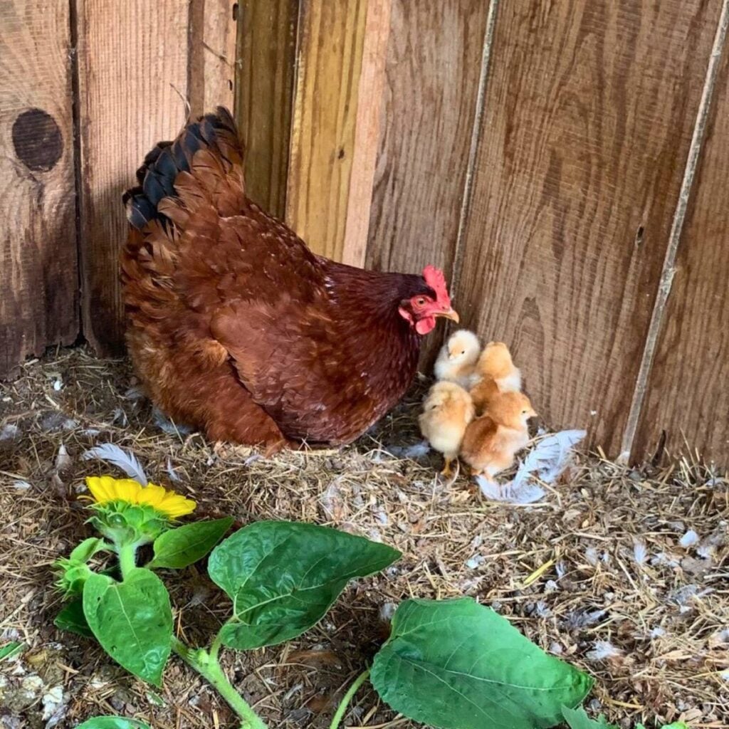 A red mama hen with several young baby chicks nestled to her chest in a coop next to a sunflower on the ground.
