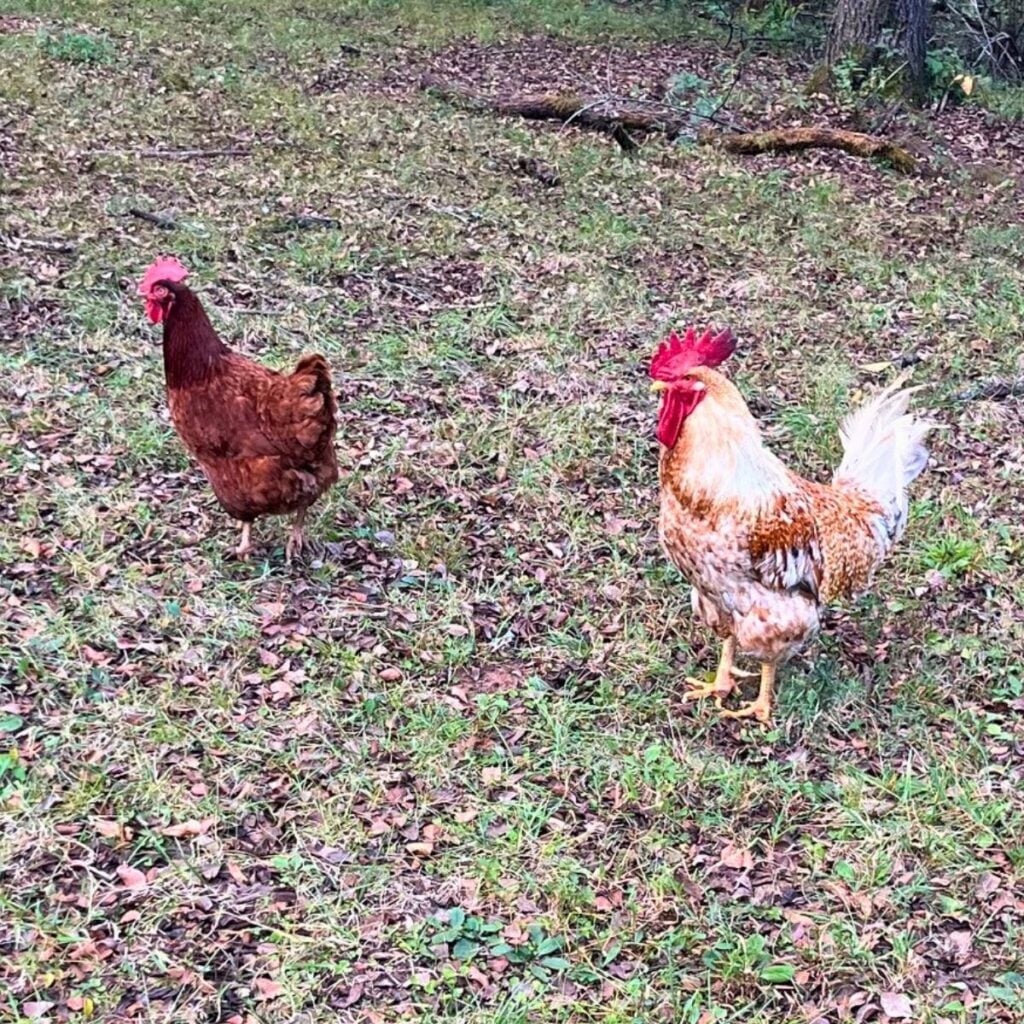 A Freedom Ranger rooster and hen on green grass.