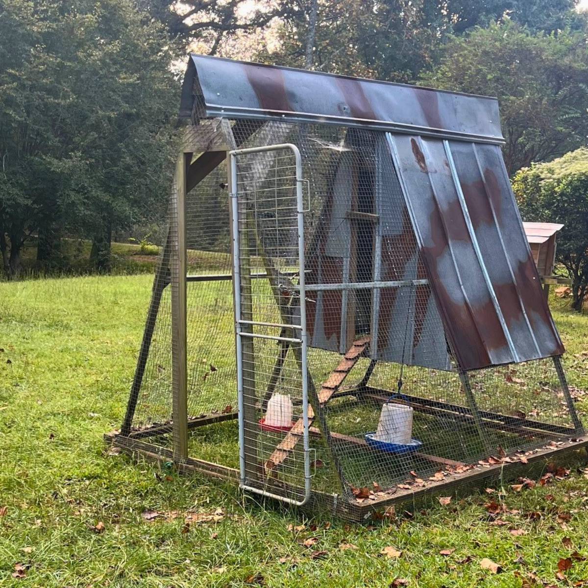 Breeding Freedom Ranger Chickens for Sustainable Flocks - Rivers Family ...