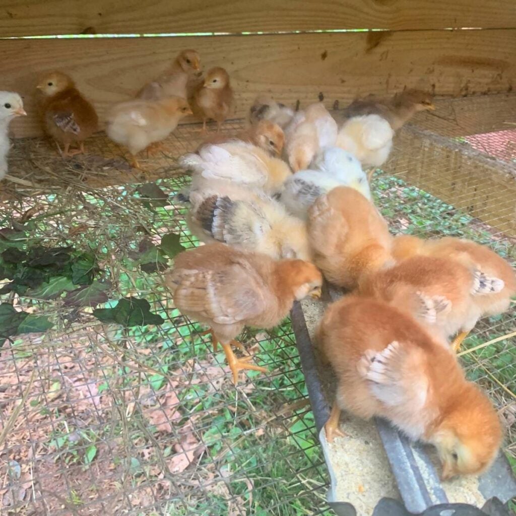 A group of Freedom Ranger chicks in a brooder with some eating chick starter.