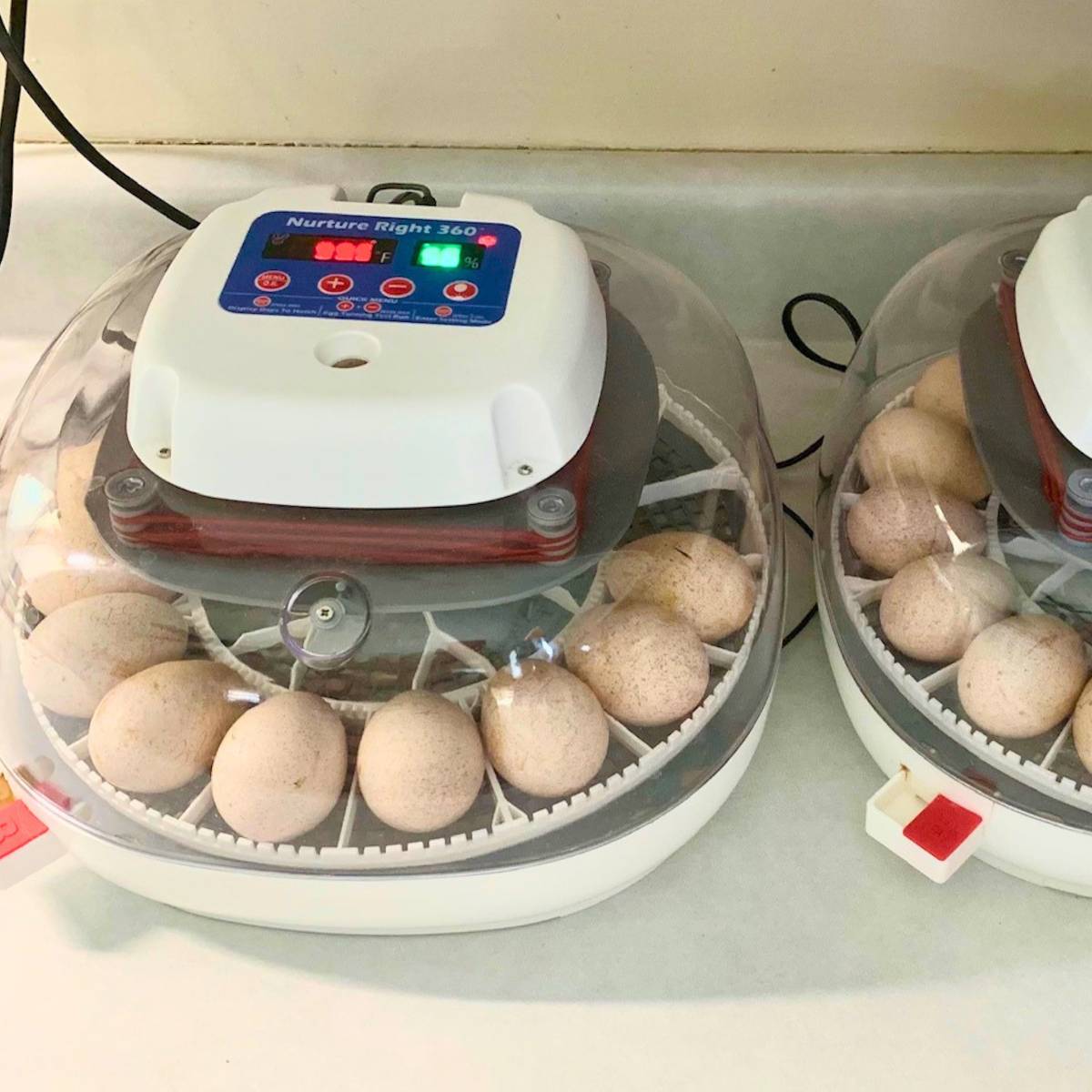 Breeding Freedom Ranger Chickens for Sustainable Flocks - Rivers Family ...