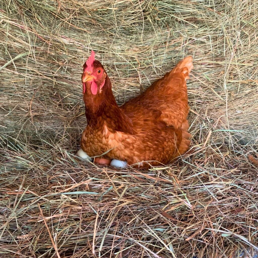 A hen sitting on eggs on top of a hay bale.