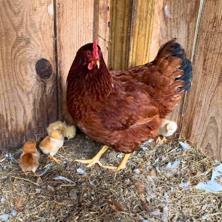 A Freedom Ranger chicken with her four yellow baby chicks.