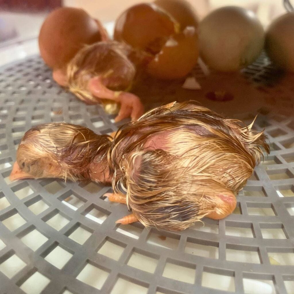 Freshly hatched Freedom Ranger chicks in an incubator.