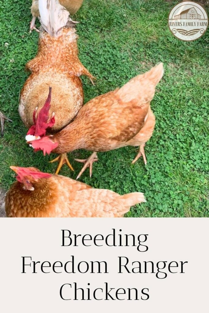 Freedom Ranger chickens on green grass, eating. The text overlay says "Breeding Freedom Ranger Chickens" by Rivers Family Farm.