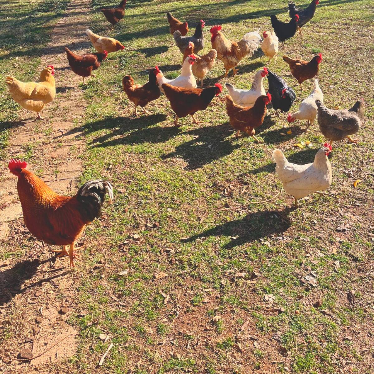 A group of chickens walking around in a green yard with stone pathway.