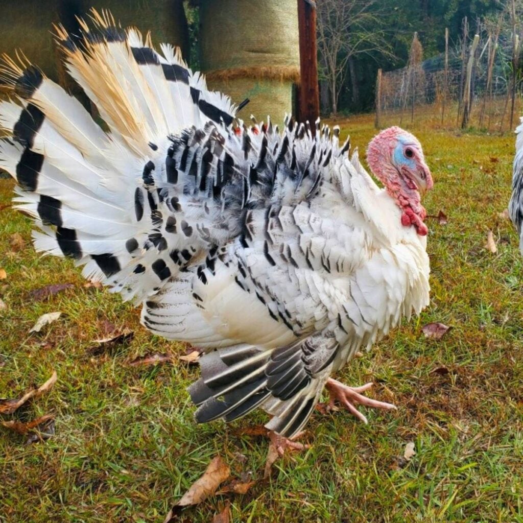 A Royal Palm turkey tom with his feathers spread, walking on green grass in front of hay bales.