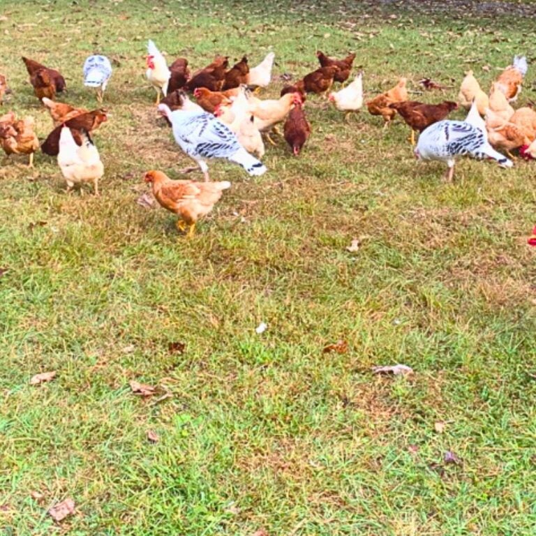 Chickens and turkeys foraging together for food in green grass.