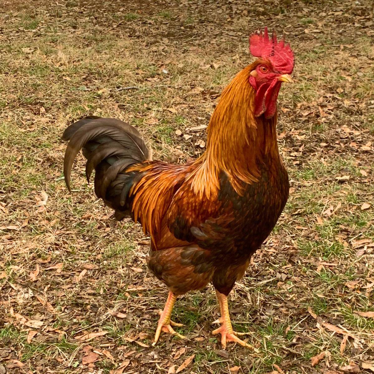 A Rhode Island Red rooster standing in green grass.