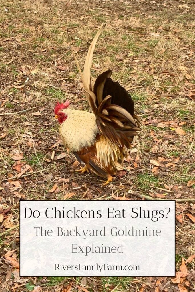 A bantam rooster free range foraging. Text overlay says "Do Chickens Eat Slugs? The Backyard Goldmine Explained" by Rivers Family Farm.