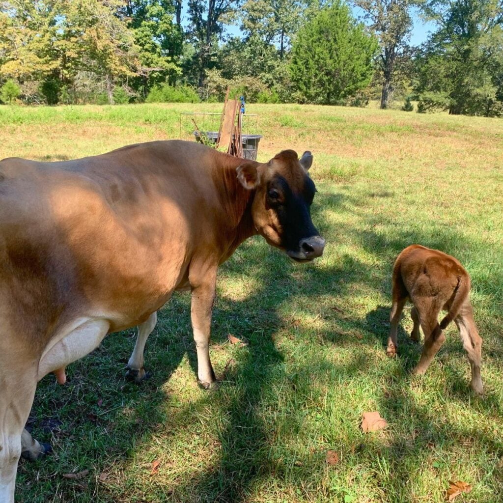 A Jersey cow and her calf in a green pasture.