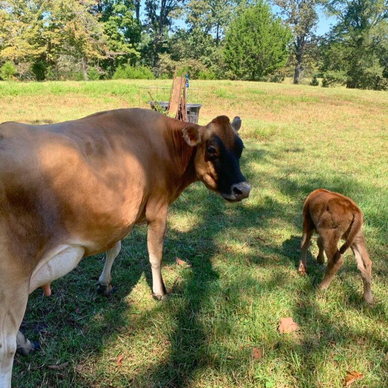 A Jersey cow and her calf in a green pasture.