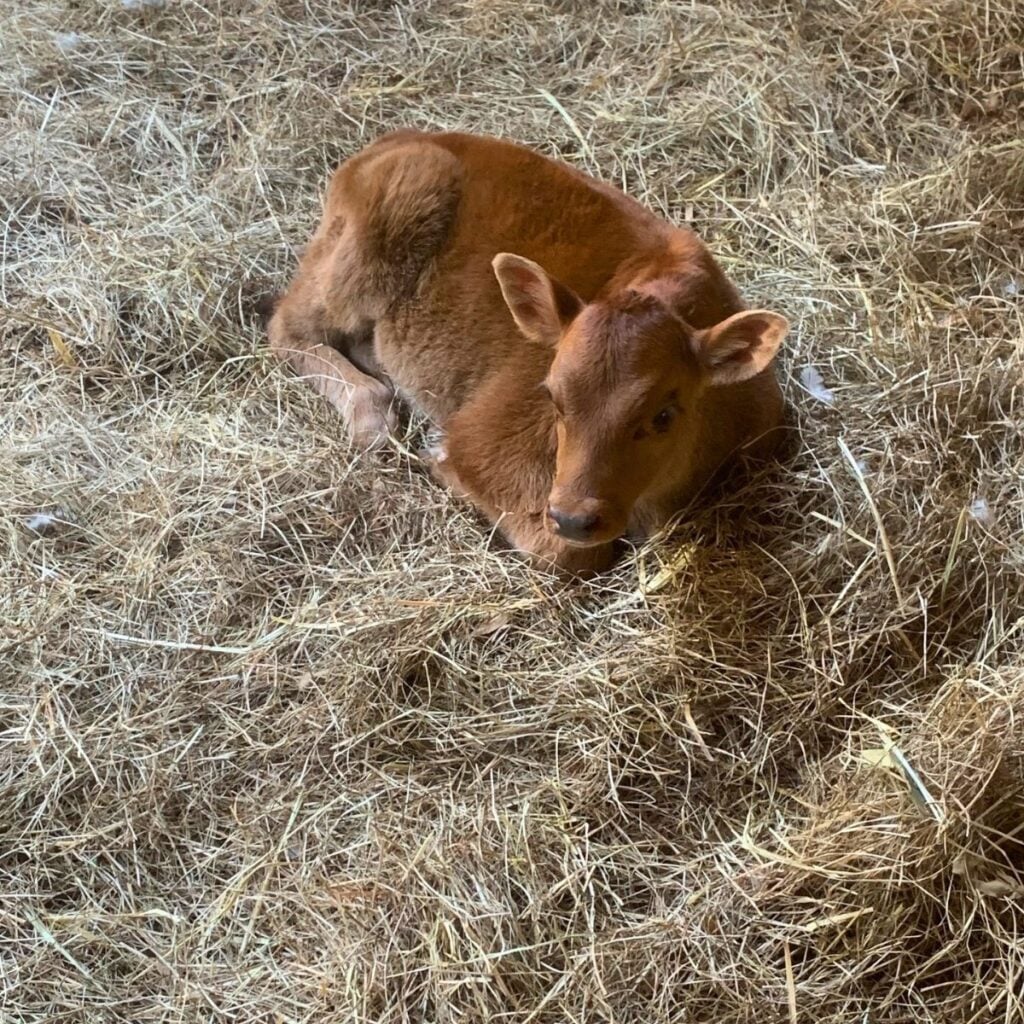 A newborn Jersey calf laying in hay.