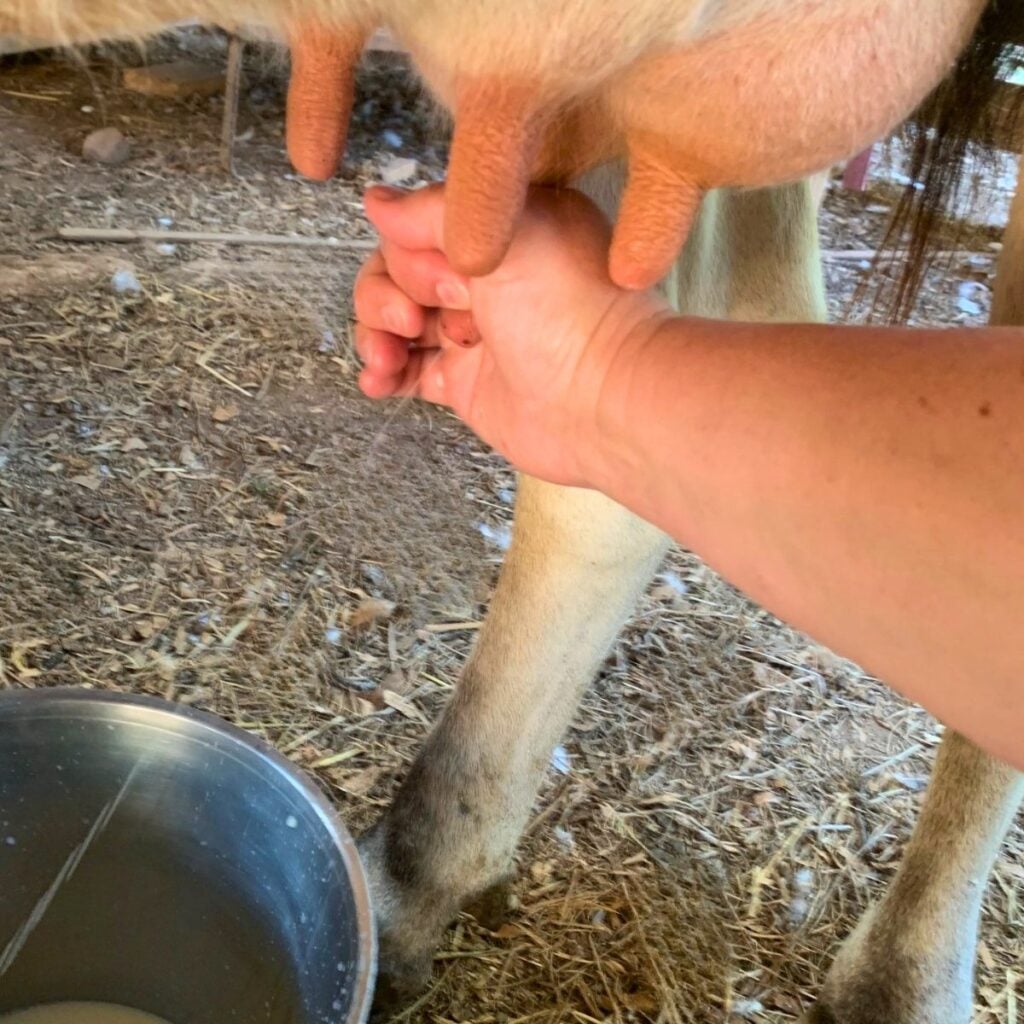 Woman milking a cow by hand, and the milk stream is going into a stainless steel bucket.