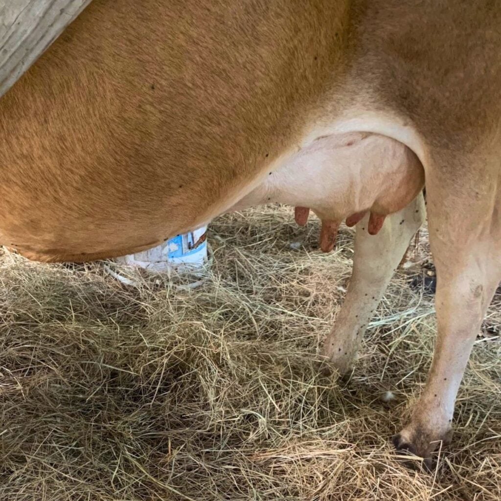 A dairy cow's soft udder shows that she is drying off.