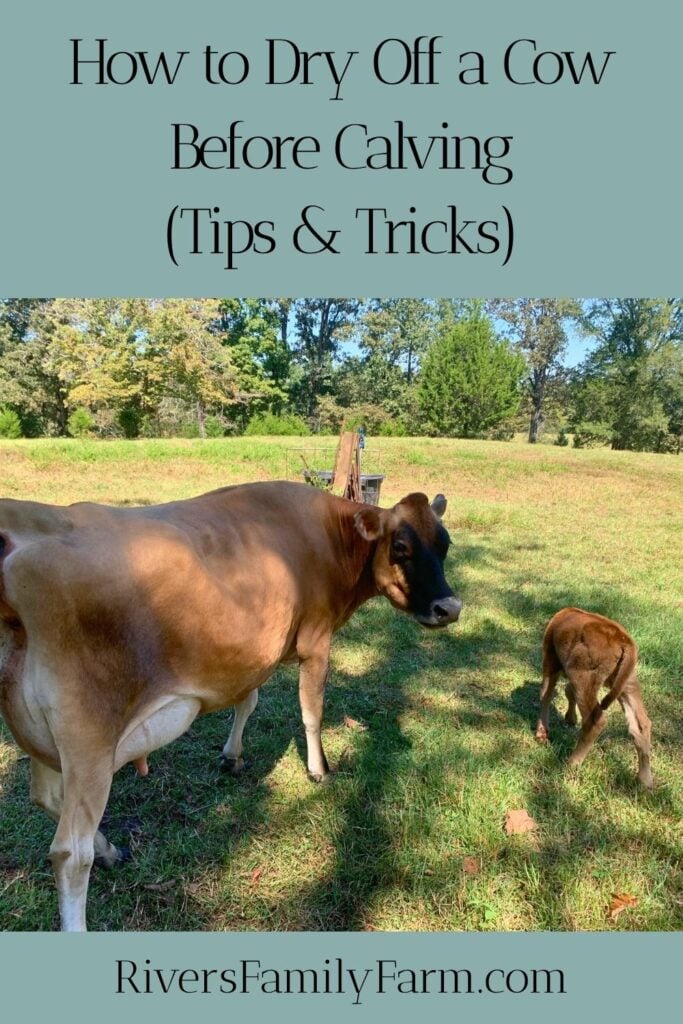 A Jersey cow and her calf in a green pasture. Text overlay says "How to Dry Off a Cow Before Calving (Tips and Tricks)" by Rivers Family Farm dot com.