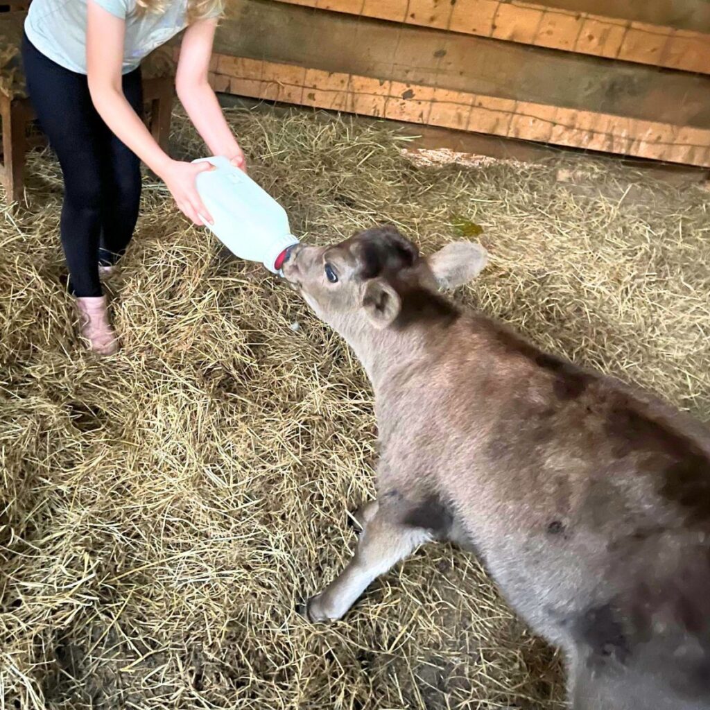 A little girl feeding a black calf a bottle in a barn stall.